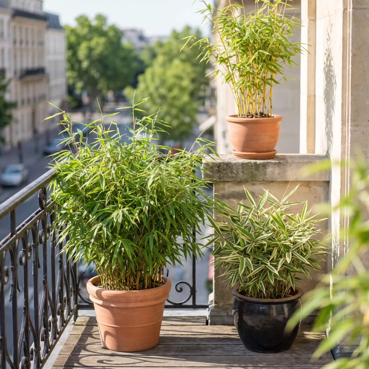 Bambus im Kübel auf einem Balkon, verschiedene Sorten