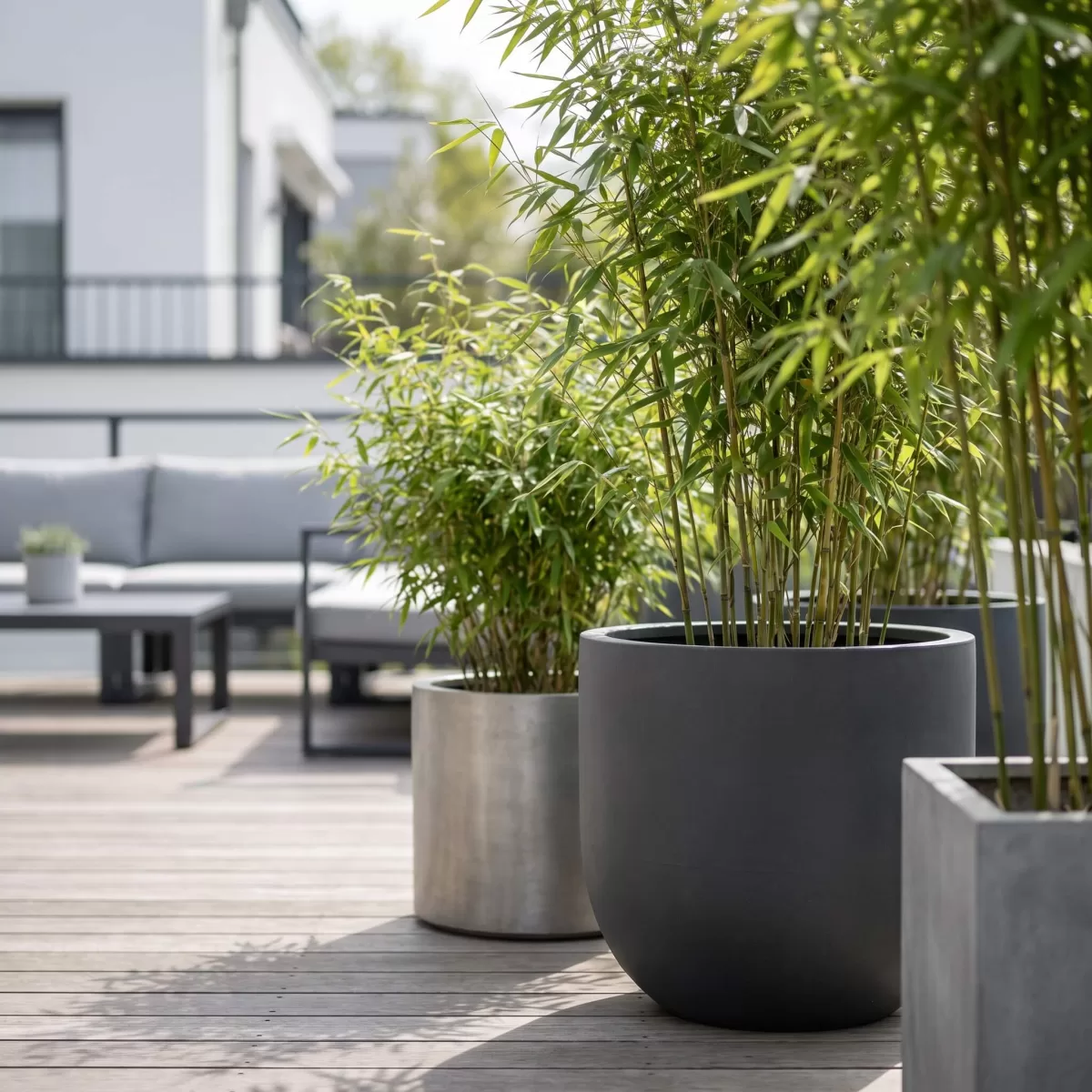 Bambus im Kübel auf moderner Terrasse mit Designpflanzgefäßen