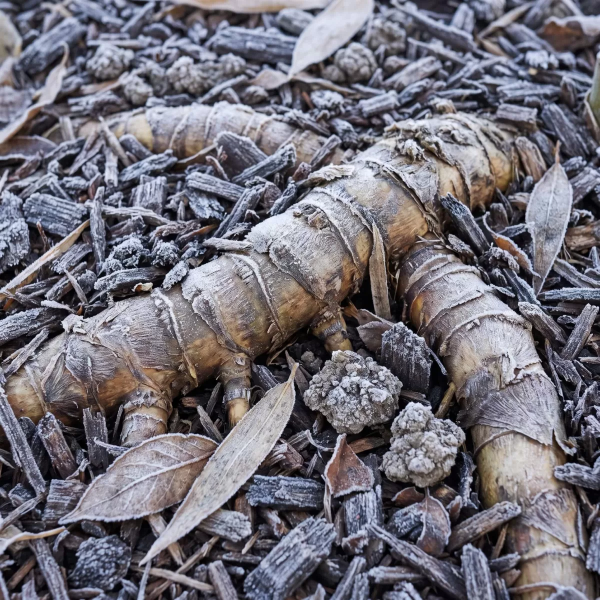 Bambus Rhizom Wurzeln mit Mulch im Winter Frostschutz Nahaufnahme