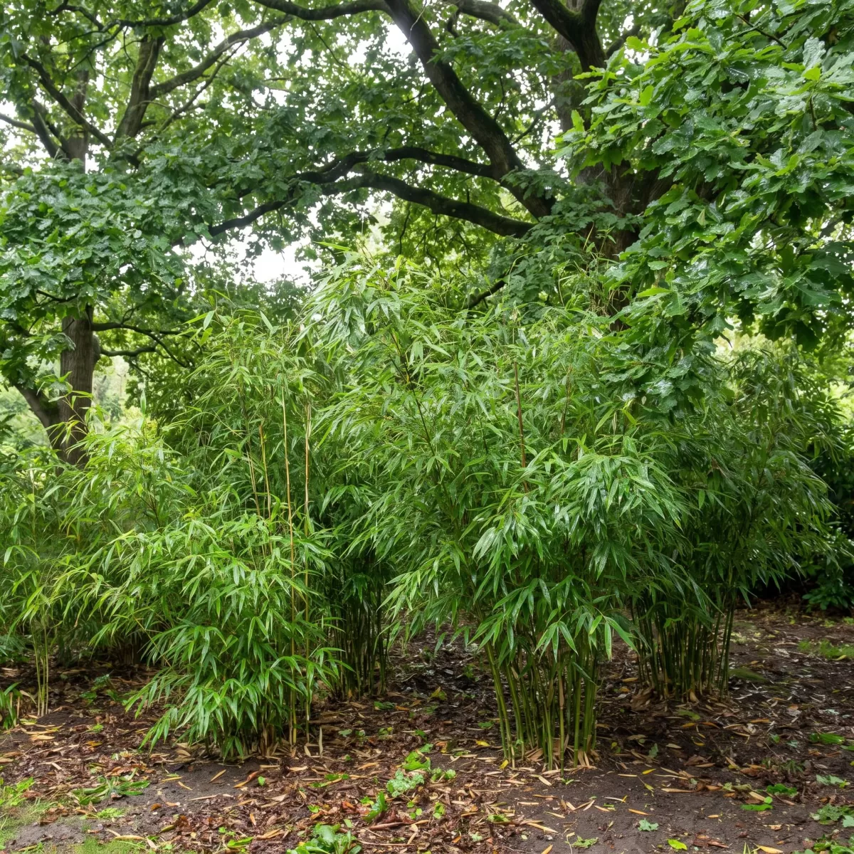 Bambus wächst üppig an feuchtem schattigen Gartenplatz unter Bäumen