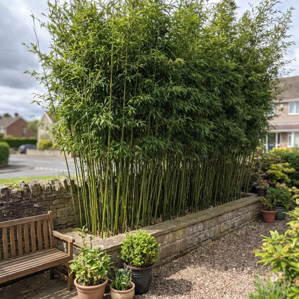 Bambus Windschutz Lärmschutz dichte Hecke im Garten