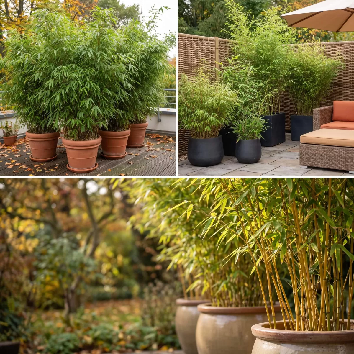 Bambuspflanzen in Töpfen als Sichtschutz auf einer Terrasse im Herbst