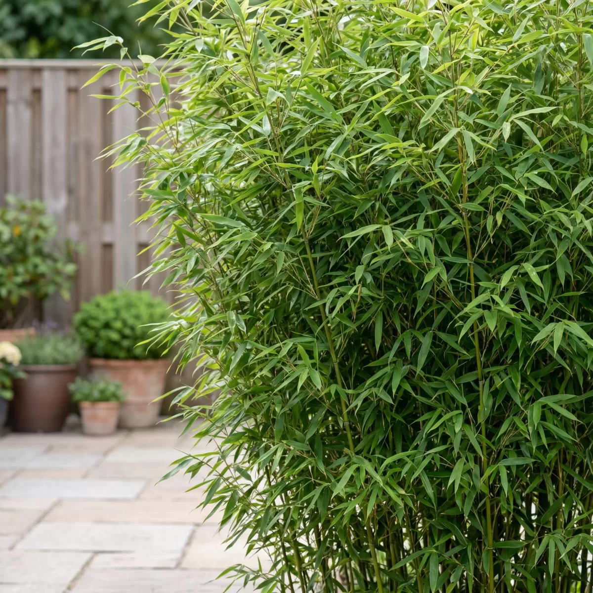 Dichte Bambus Sichtschutzhecke aus Fargesia im Hausgarten, grüne Blätter