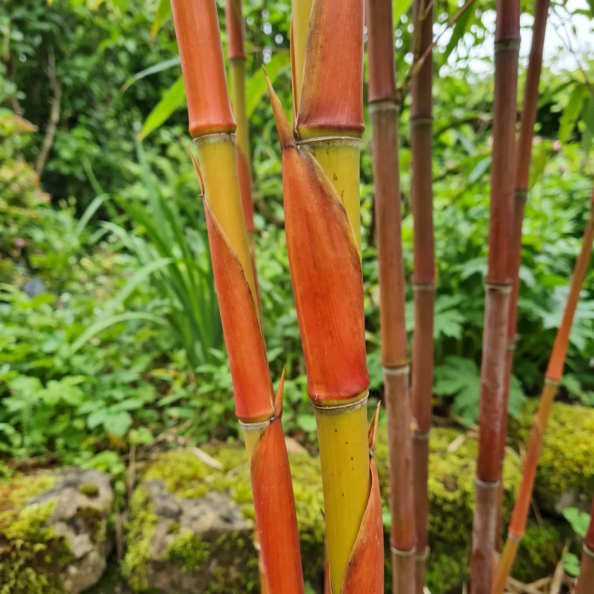 Fargesia Asian Wonder orangefarbene Halmscheiden Nahaufnahme