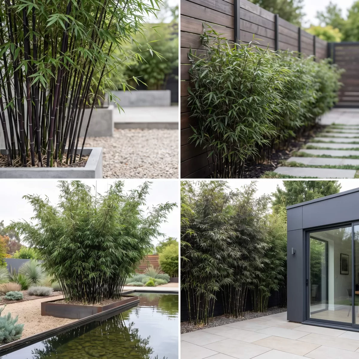 Fargesia Black Pearl pflanzen im modernen Garten, dunkle Halme