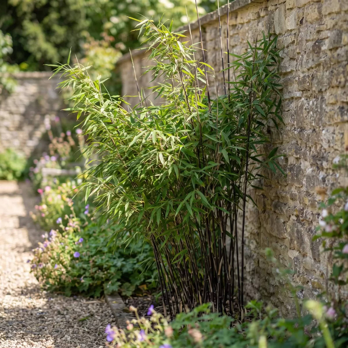 Fargesia nitida Black Pearl Halme dunkelviolett vor Gartenmauer