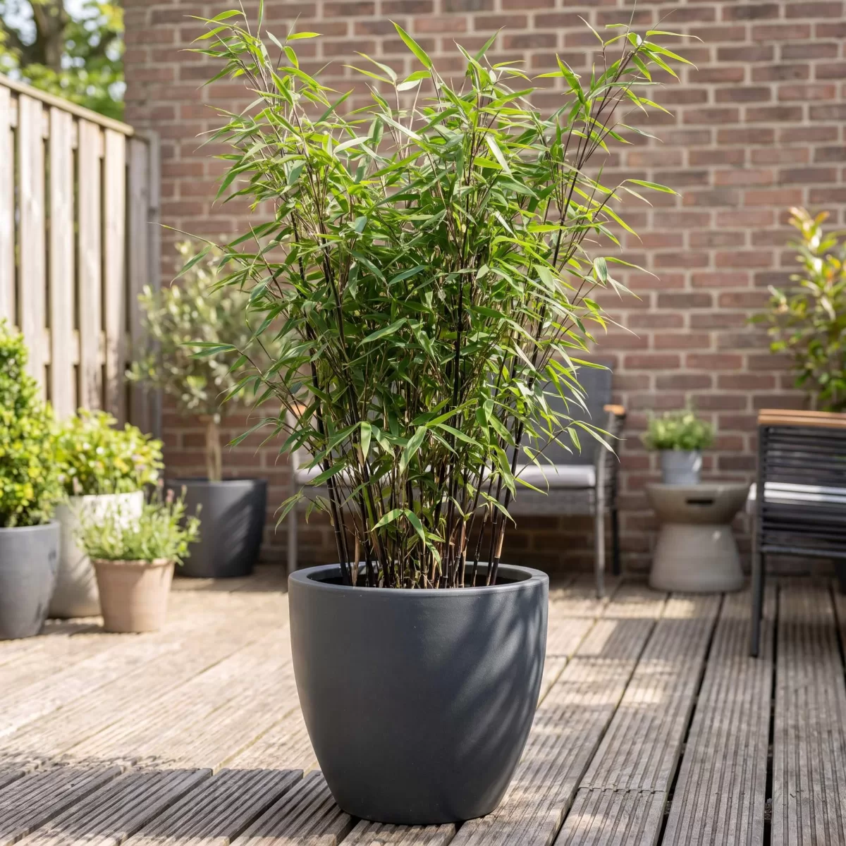 Kleiner Stadtgarten mit Fargesia Nitida Black Pearl im Kübel